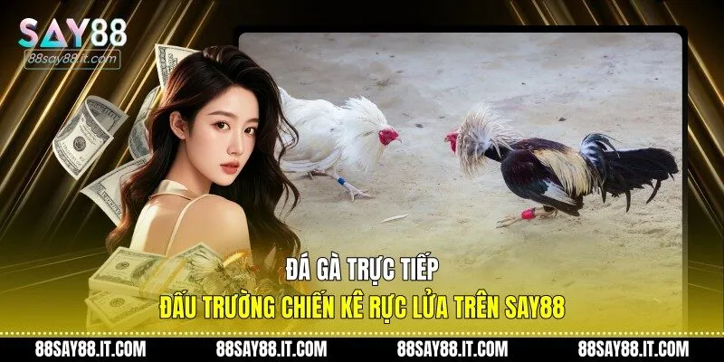 Đá gà trực tiếp