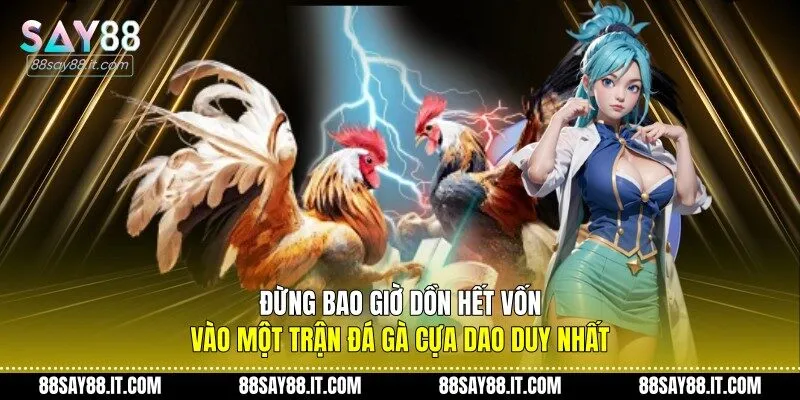 Đừng bao giờ dồn hết vốn vào một trận đá gà cựa dao duy nhất