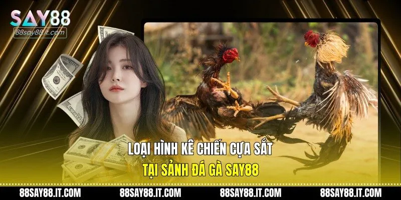 Loại hình kê chiến cựa sắt tại sảnh đá gà Say88