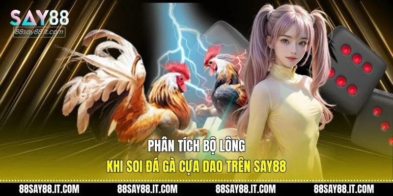 Phân tích bộ lông khi soi đá gà cựa dao trên Say88
